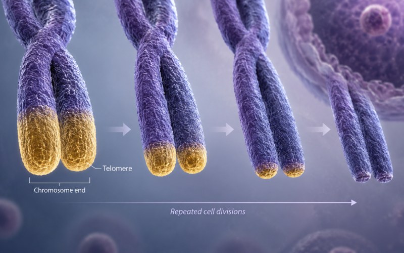 What Are Telomeres, and Why Do They Matter